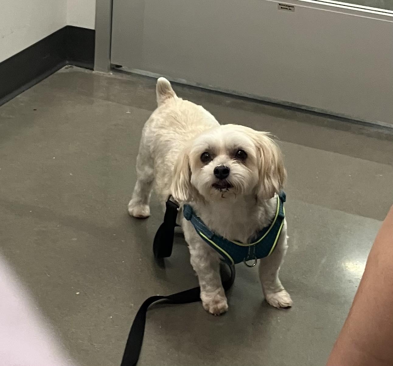 Charlie and Lucy, an adoptable Morkie in Smithville, MO, 64089 | Photo Image 2