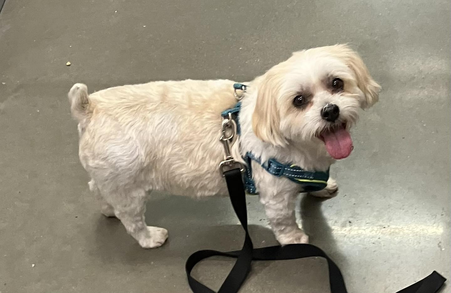 Charlie and Lucy, an adoptable Morkie in Smithville, MO, 64089 | Photo Image 1