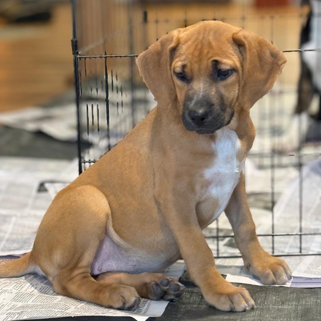 NY Andy Avail Dec 13 (Tractor Supply Patterson), a Adoptable mixed breed in Patterson, NY image 1/4