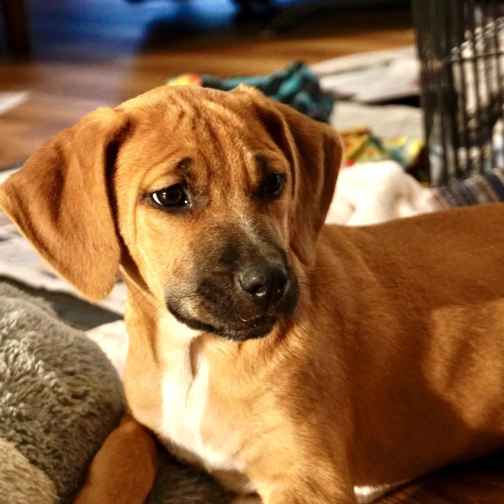 NY Andy Avail Dec 13 (Tractor Supply Patterson), a Adoptable mixed breed in Patterson, NY image 2/4