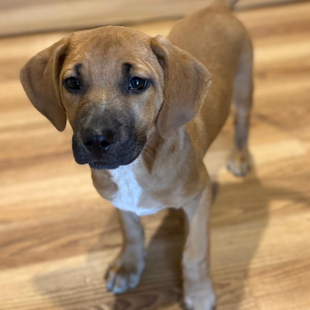 NY Andy Avail Dec 13 (Tractor Supply Patterson), a Adoptable mixed breed in Patterson, NY image 3/4