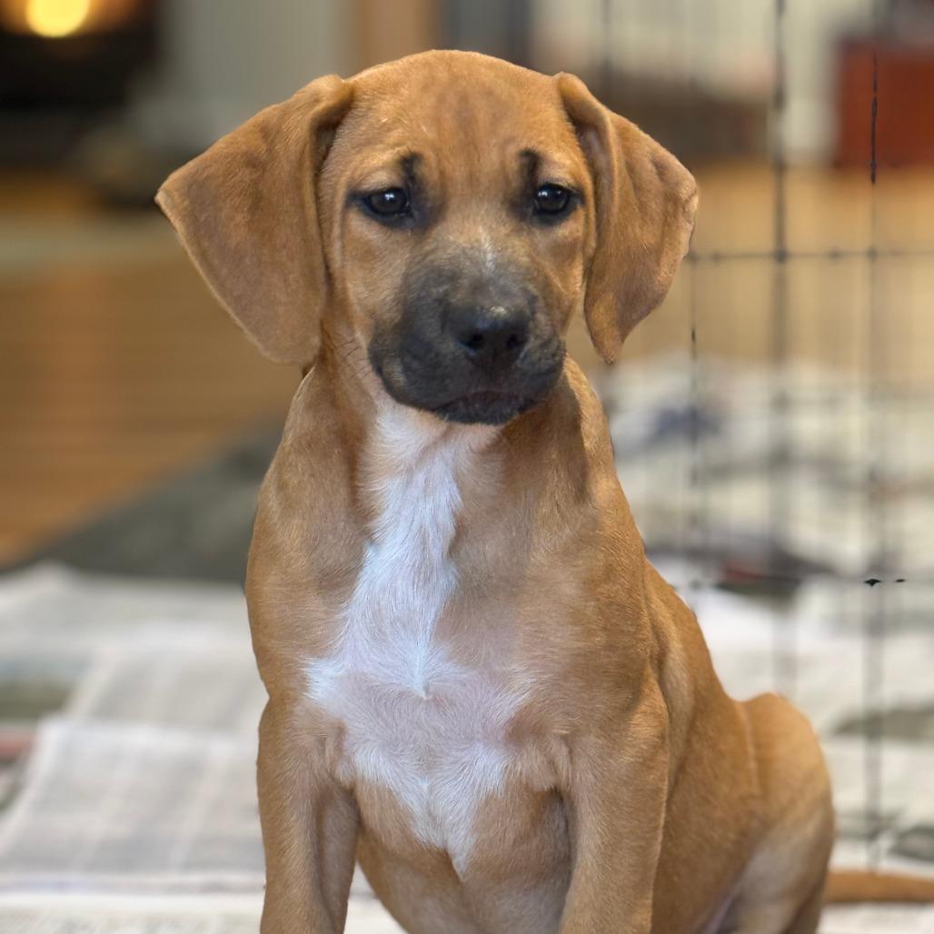 NY Andy Avail Dec 13 (Tractor Supply Patterson), a Adoptable mixed breed in Patterson, NY image 4/4