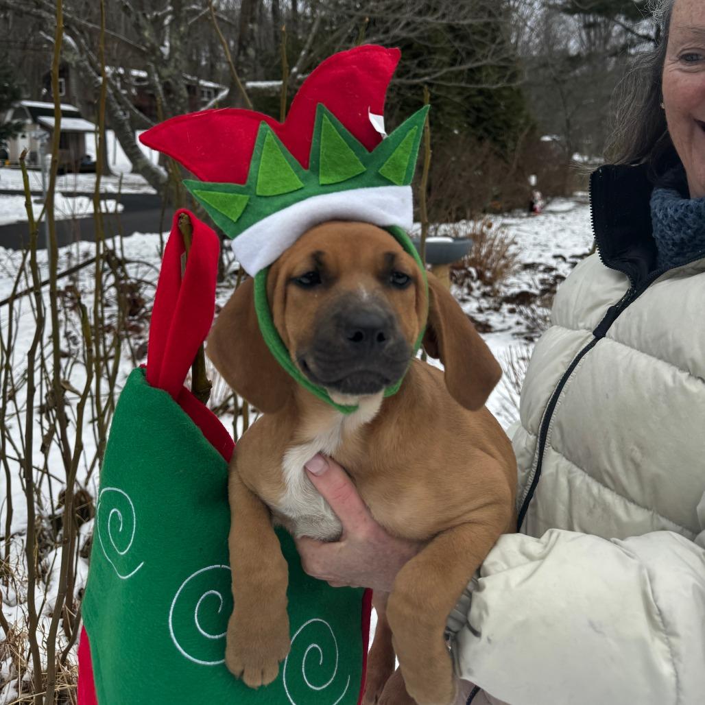 NY Andy (Foster in Stormville), Adoptable, Puppy Female Labrador Retriever & Hound.