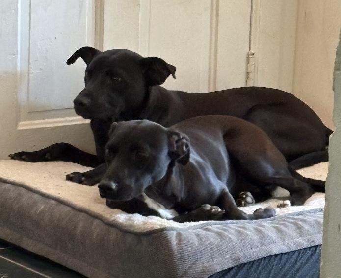 Enlarge Spongebob Squarepants, a Adoptable mixed breed in Charlotte, NC image 3/6