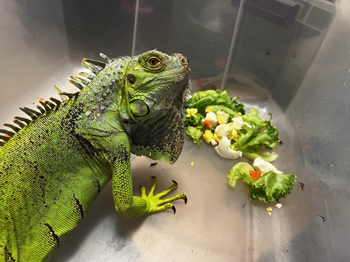 Enlarge Abby, a Adopted Iguana in FRANKTON, IN image 1/2