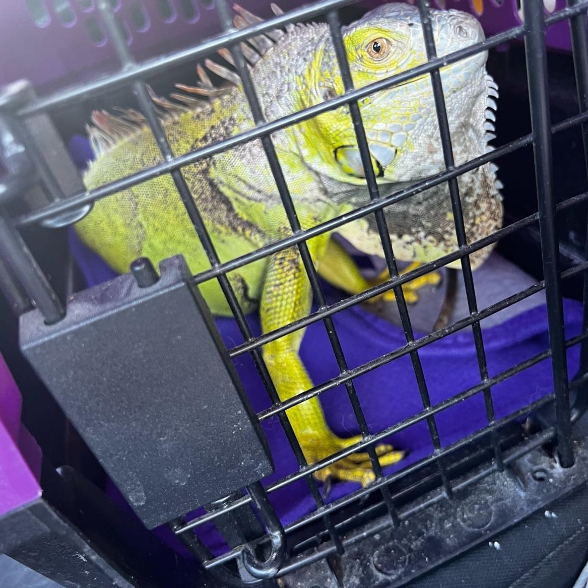 Enlarge Abby, a Adopted Iguana in FRANKTON, IN image 2/2