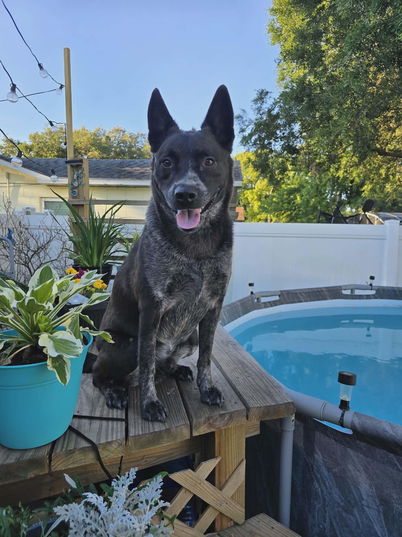 Enlarge Bohdi, a ADOPTABLE mixed breed in New Smyrna Beach, FL image 2/3
