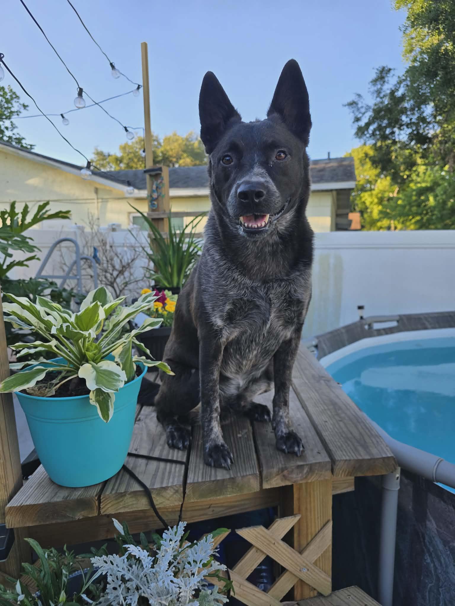 Bohdi, ADOPTABLE, Young Male Australian Cattle Dog / Blue Heeler.