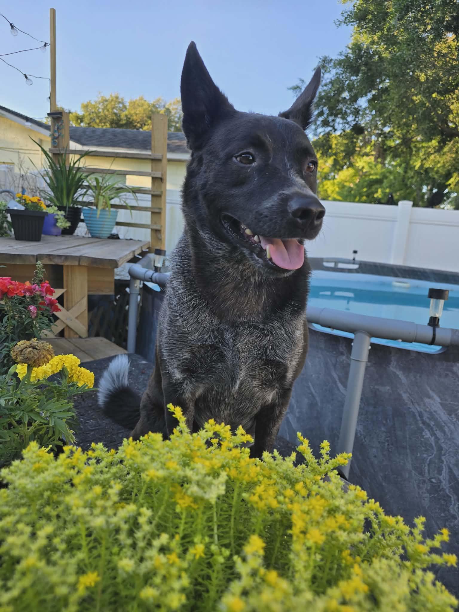Enlarge Bohdi, a ADOPTABLE mixed breed in New Smyrna Beach, FL image 3/3