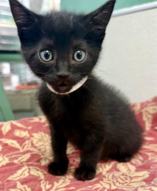 Enlarge JET, a Adoptable Domestic Short Hair in Sarasota, FL image 1/1