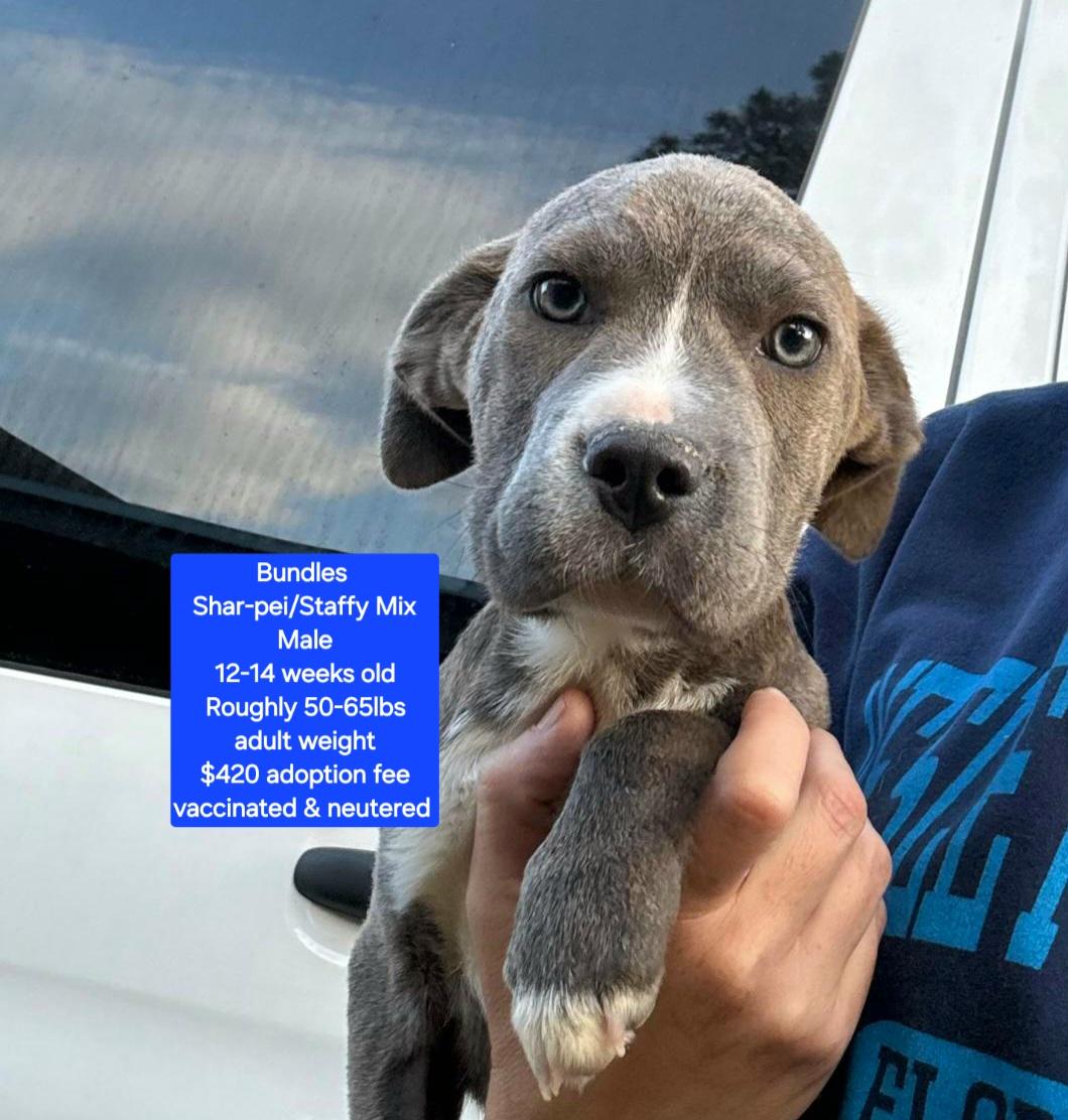 Bundles, ADOPTABLE, Puppy Male Staffordshire Bull Terrier.