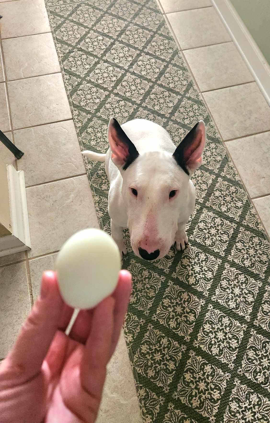Enlarge 24-048 Zion Milo, a Adoptable Bull Terrier in Chesapeake, VA image 1/6