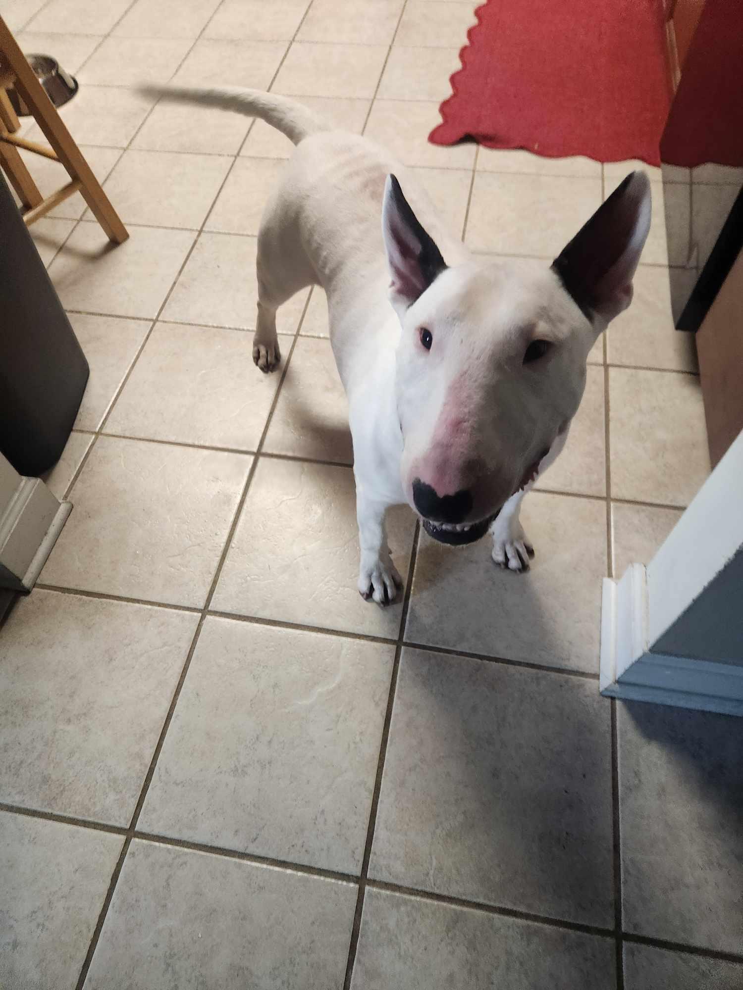 Enlarge 24-048 Zion Milo, a Adoptable Bull Terrier in Chesapeake, VA image 2/6