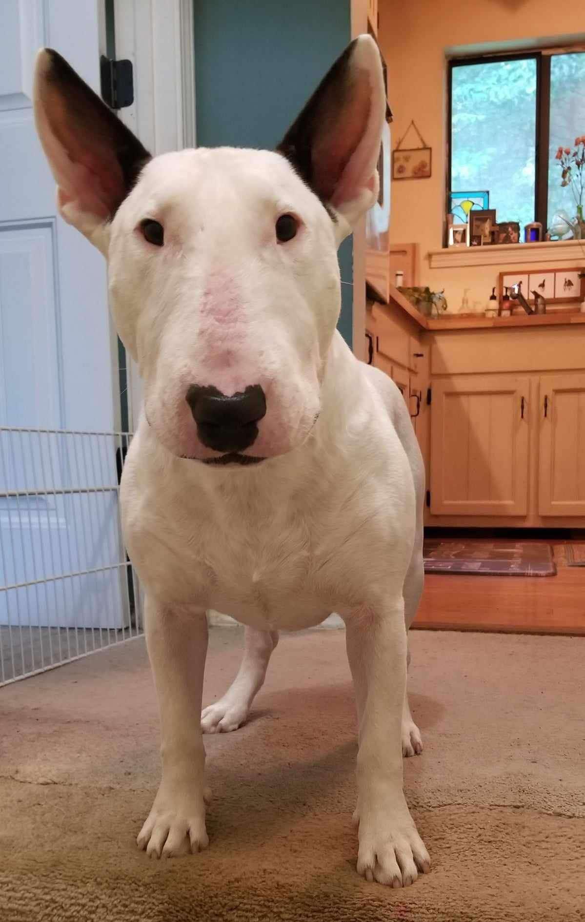 Enlarge 24-048 Zion Milo, a Adoptable Bull Terrier in Chesapeake, VA image 3/6