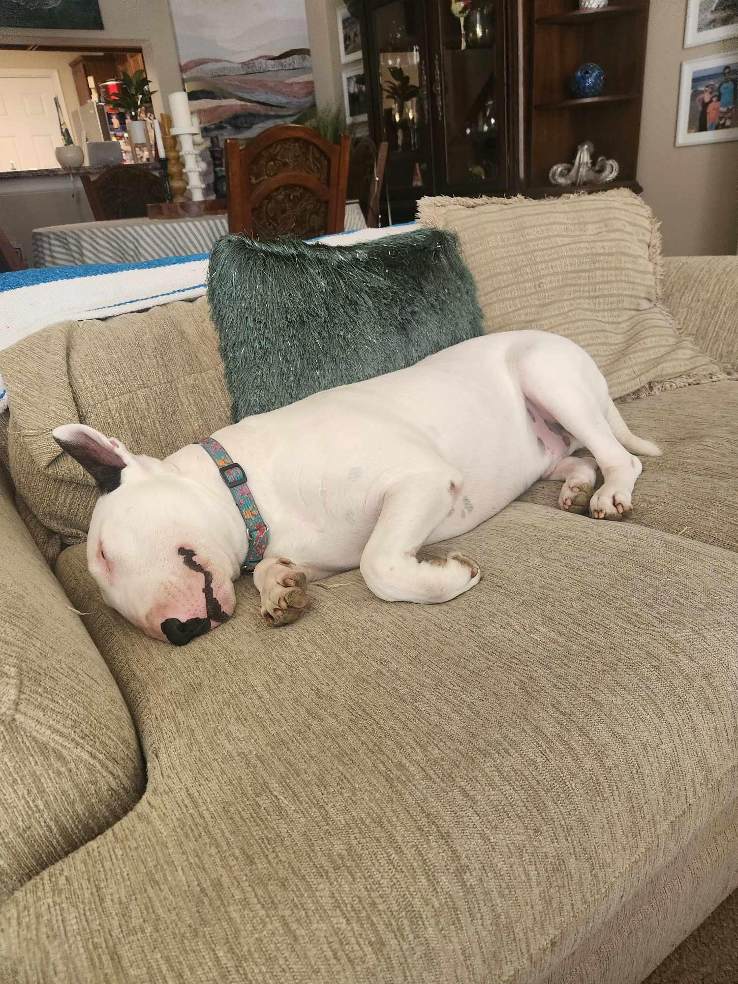 Enlarge 24-048 Zion Milo, a Adoptable Bull Terrier in Chesapeake, VA image 4/6