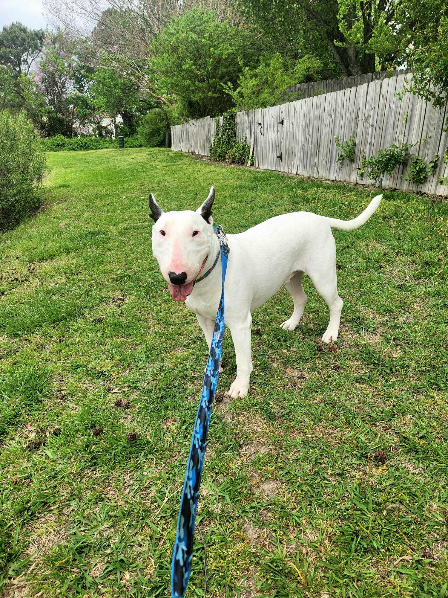 Enlarge 24-048 Zion Milo, a Adoptable Bull Terrier in Chesapeake, VA image 5/6