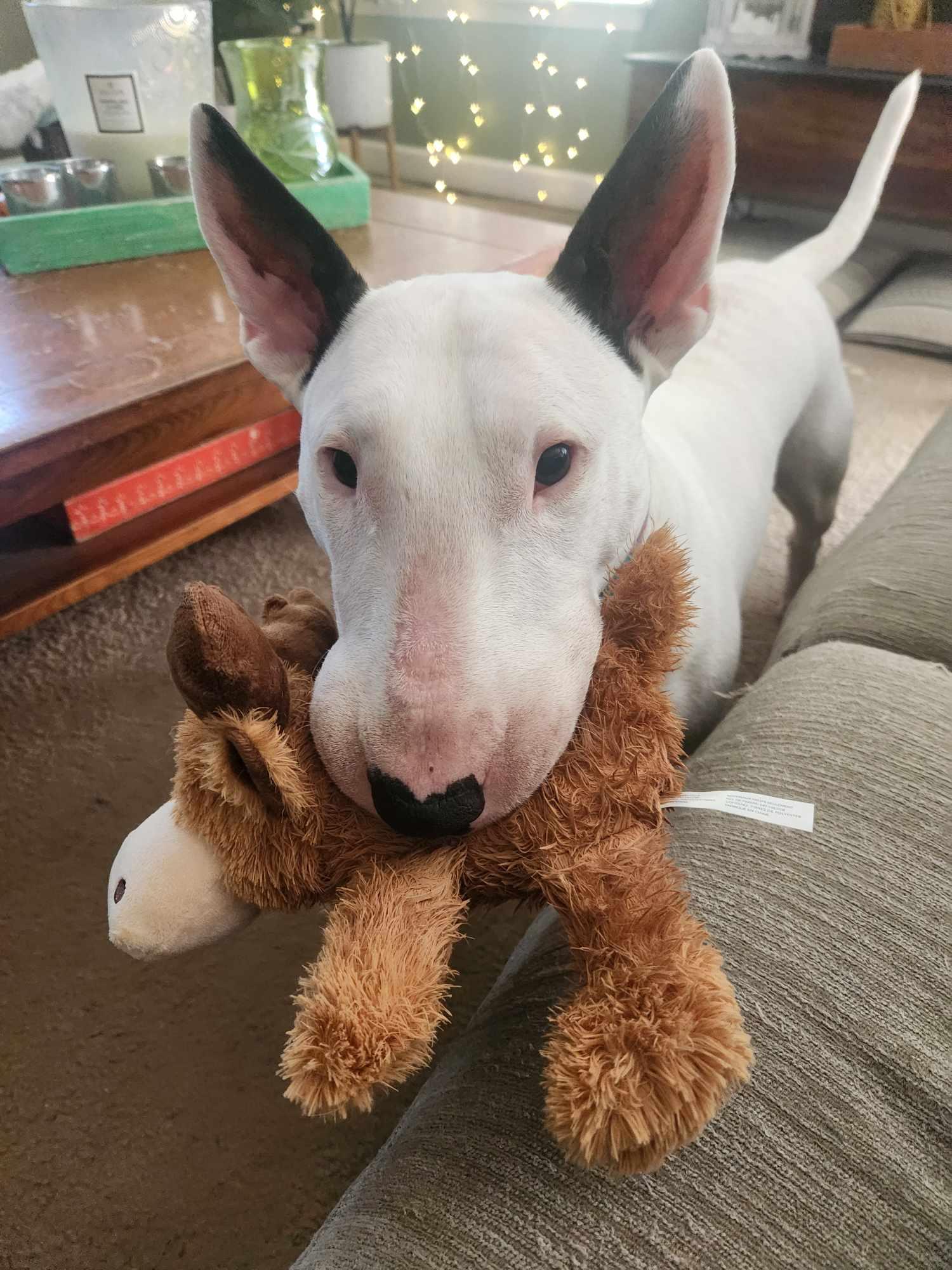 Enlarge 24-048 Zion Milo, a Adoptable Bull Terrier in Chesapeake, VA image 6/6