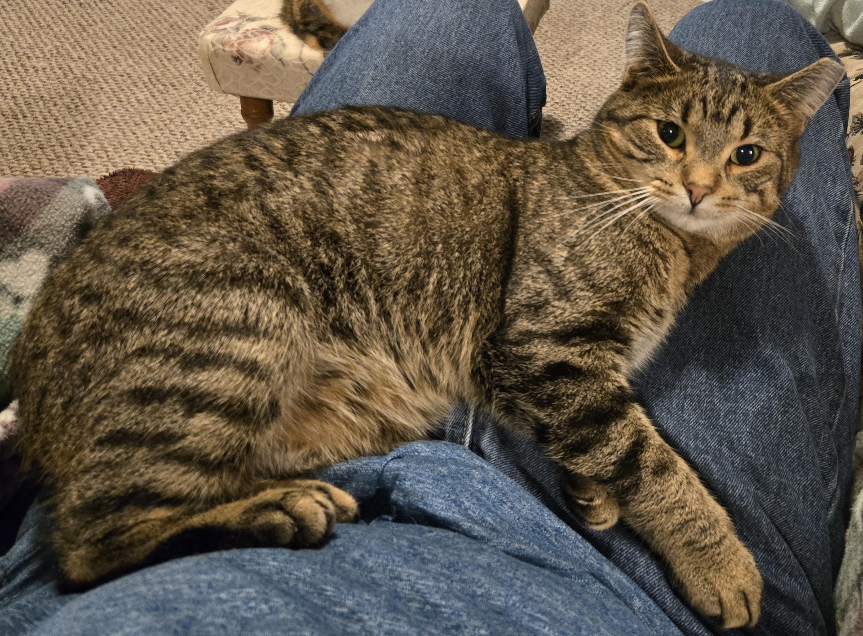 Enlarge Chippy, a Adoptable American Shorthair in Oconomowoc, WI image 2/6