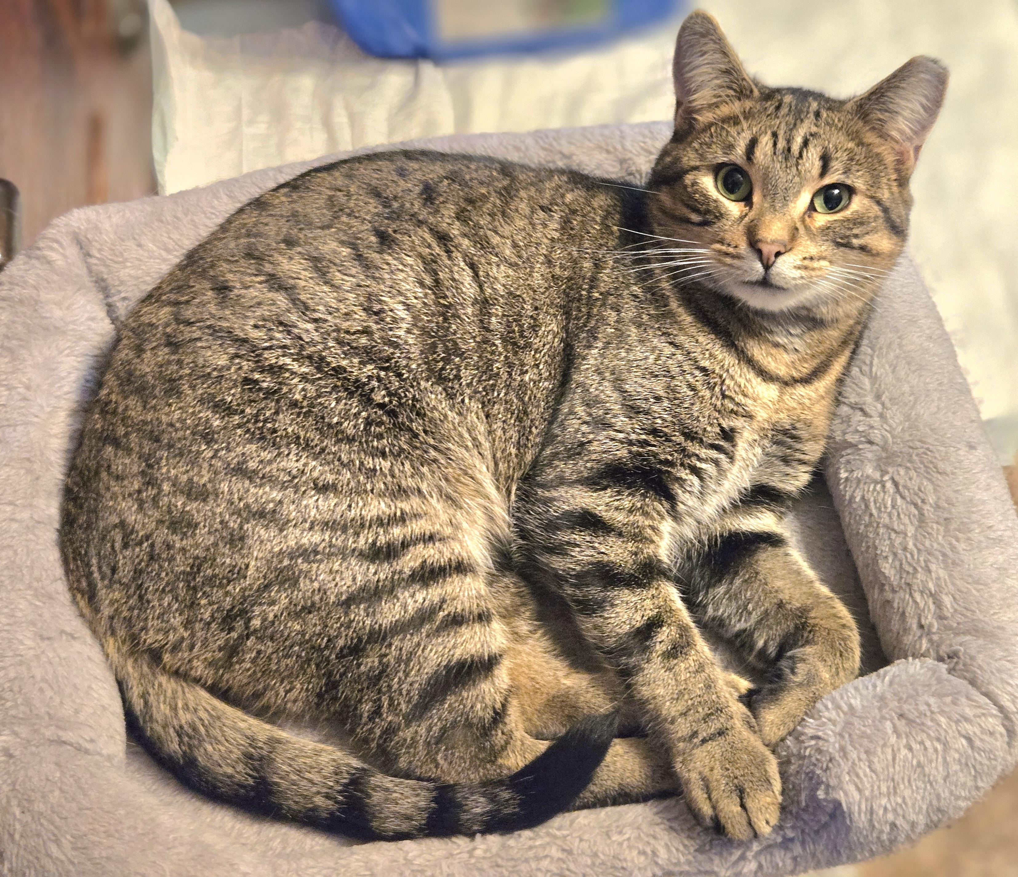 Enlarge Chippy, a Adoptable American Shorthair in Oconomowoc, WI image 3/6