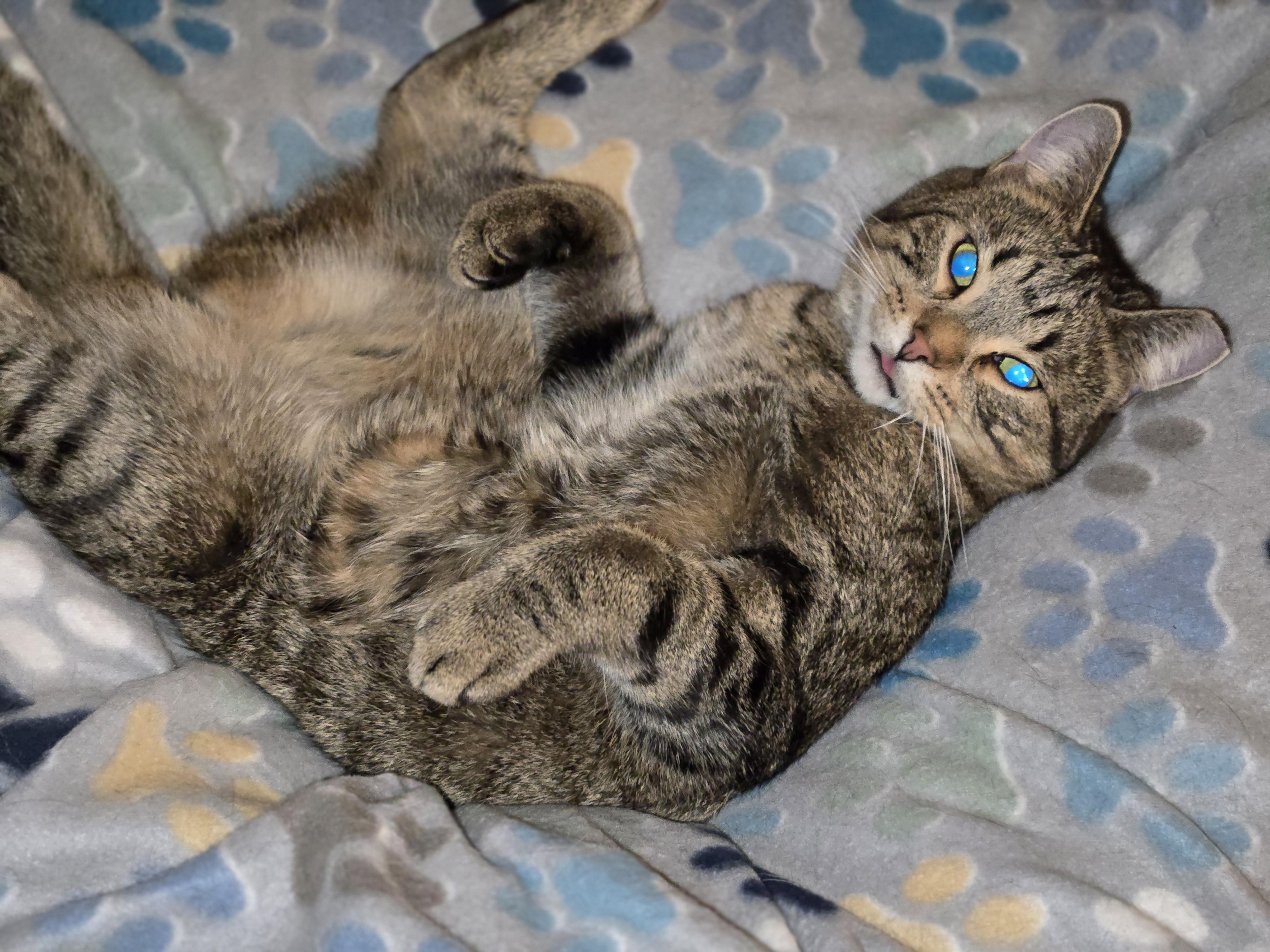 Enlarge Chippy, a Adoptable American Shorthair in Oconomowoc, WI image 4/6
