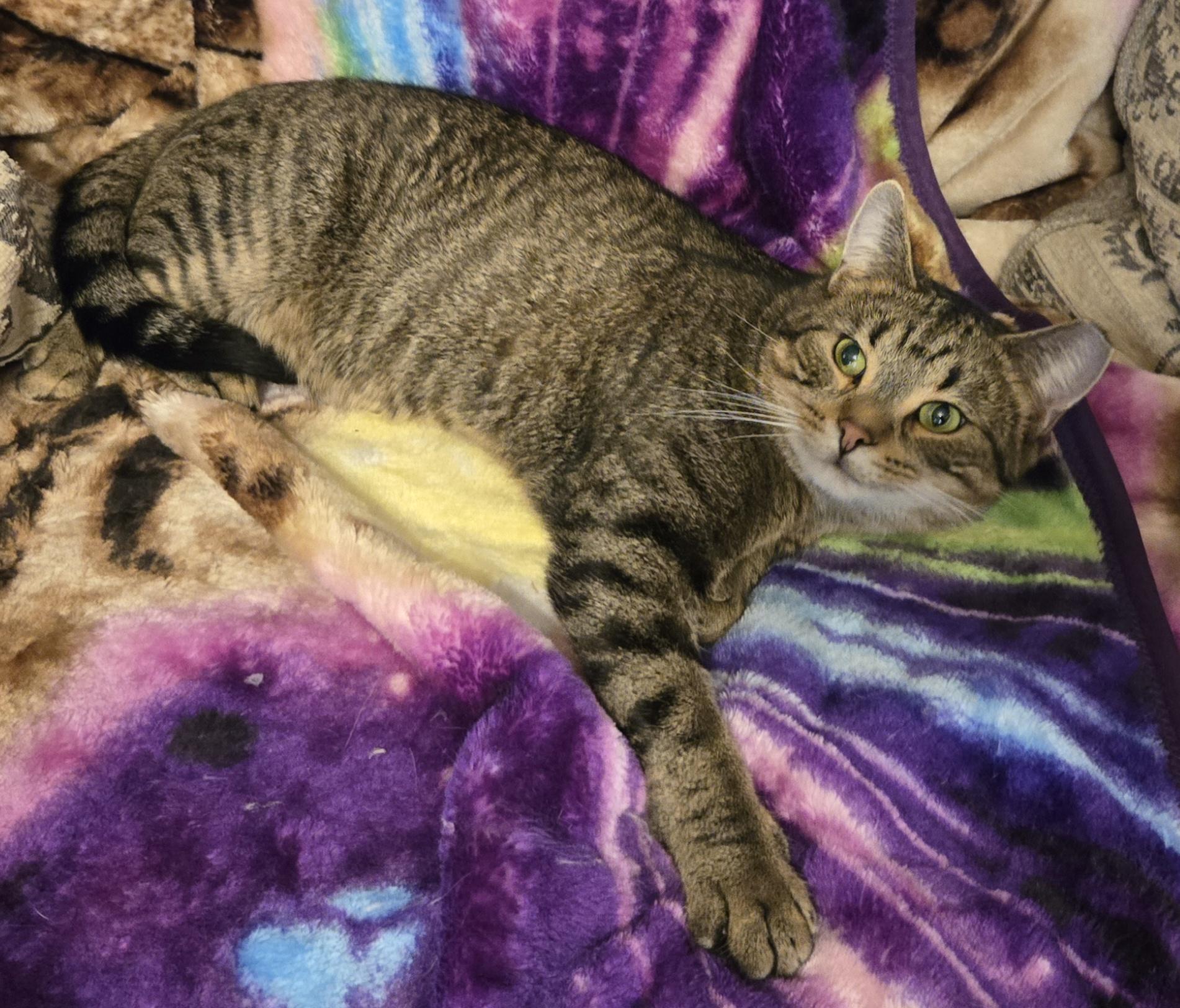 Enlarge Chippy, a Adoptable American Shorthair in Oconomowoc, WI image 5/6