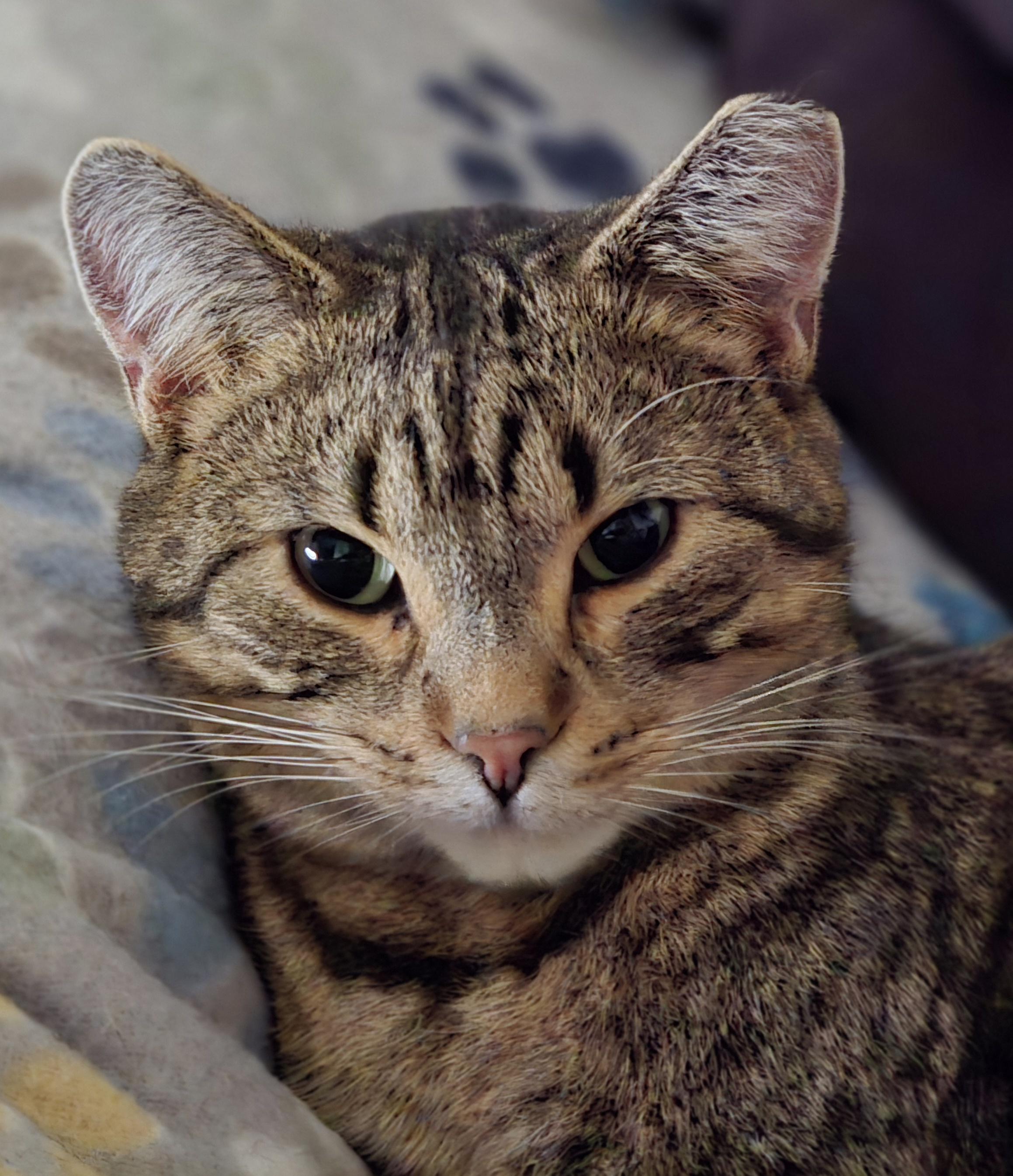 Enlarge Chippy, a Adoptable American Shorthair in Oconomowoc, WI image 6/6