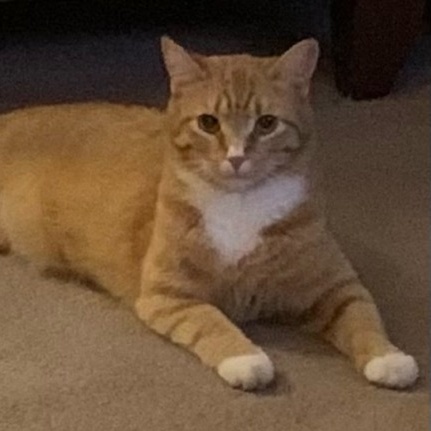 Enlarge Courtesy Post-Billy, a Adoptable mixed breed in Turnersville, NJ image 1/2