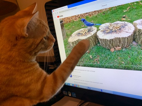 Enlarge Courtesy Post-Billy, a Adoptable mixed breed in Turnersville, NJ image 2/2