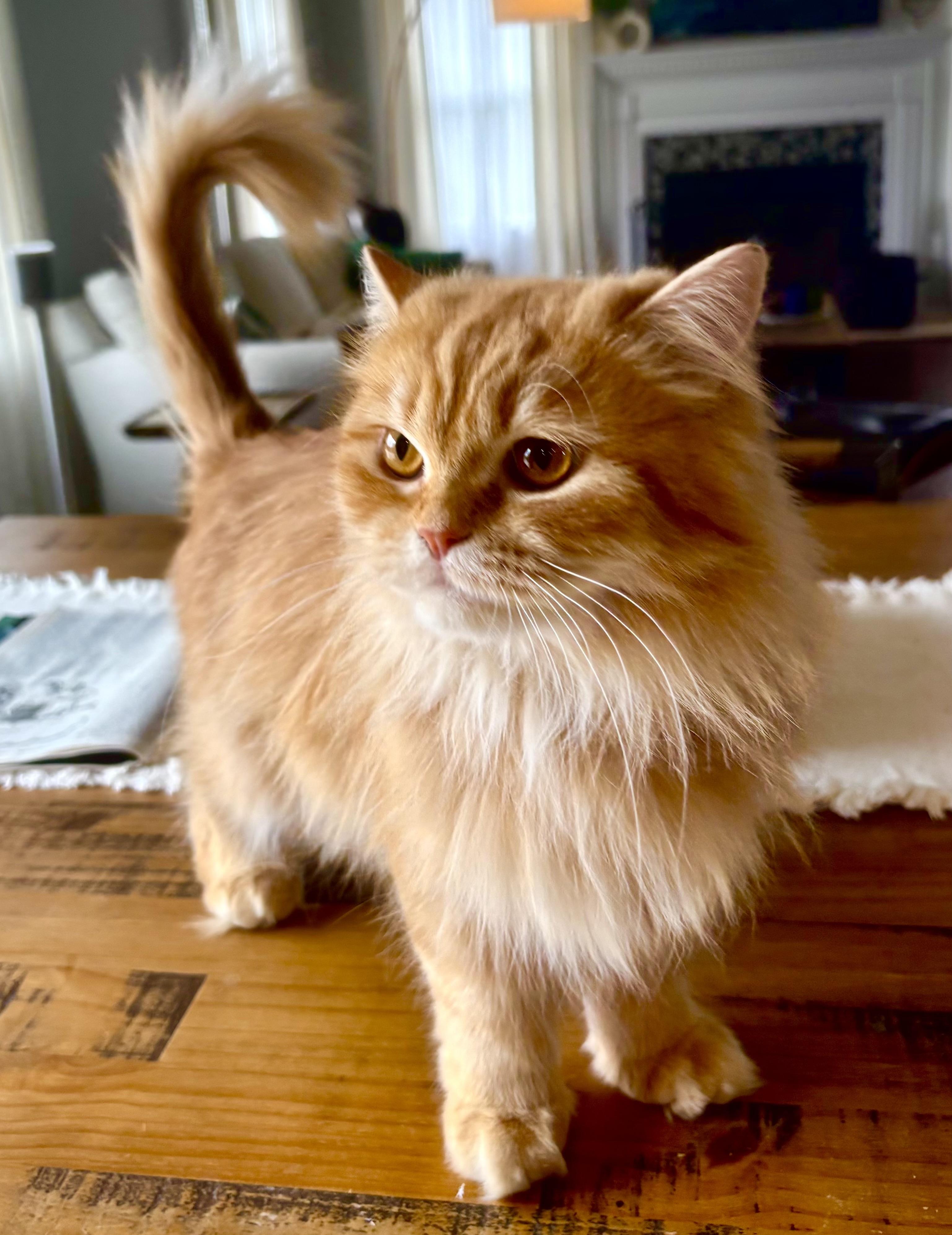 Enlarge Hannah & Shereen, a Adoptable Persian in Allentown, NJ image 6/6