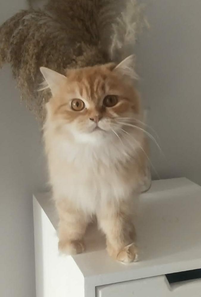 Enlarge Hannah & Shereen, a Adoptable Persian in Allentown, NJ image 2/6