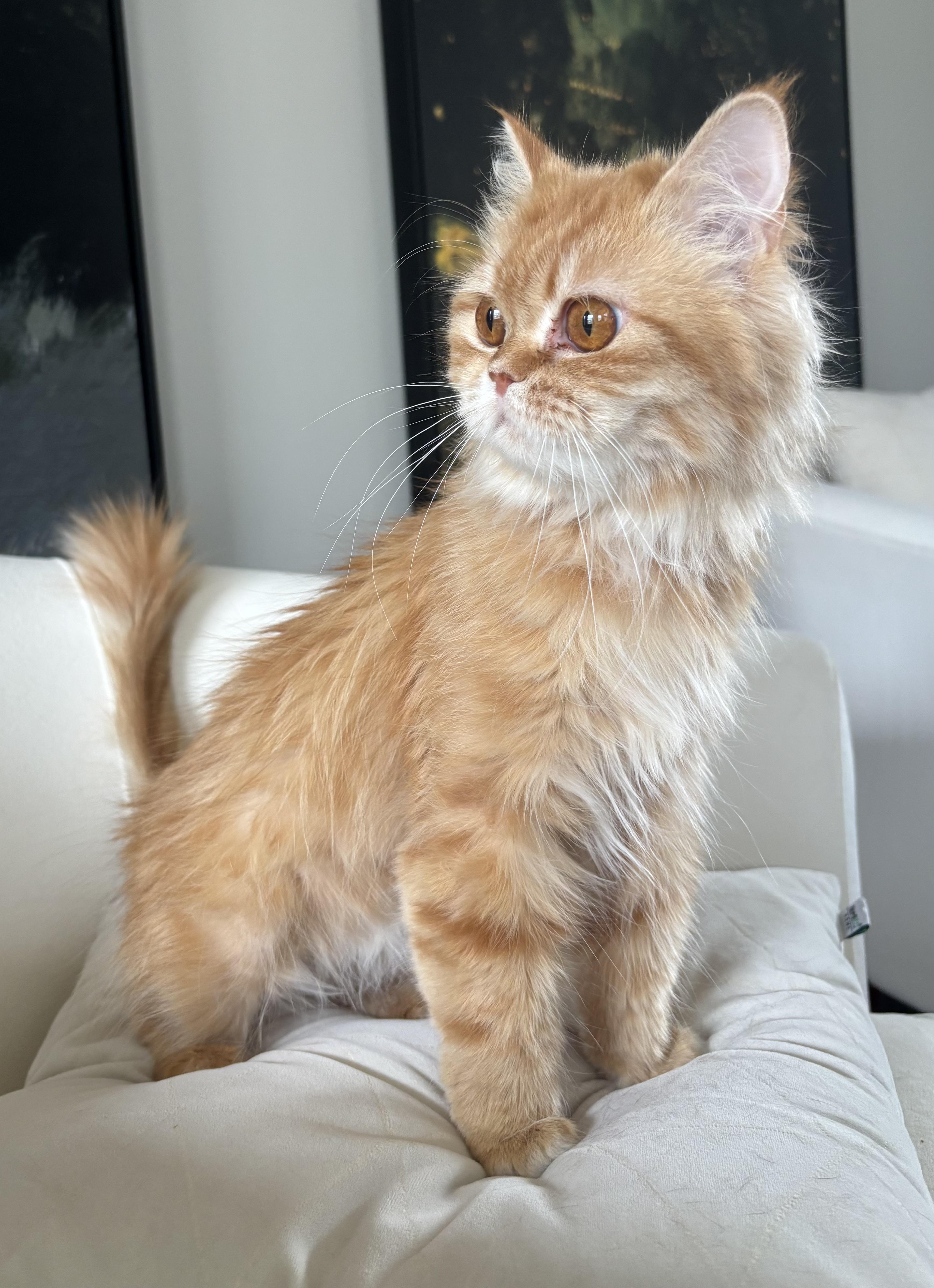 Enlarge Hannah & Shereen, a Adoptable Persian in Allentown, NJ image 3/6