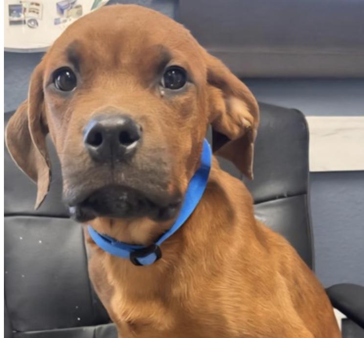 Braxton, Adoptable, Puppy Male Boxer.