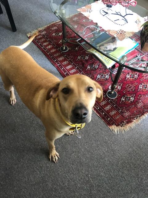 Sunny Girl Lab!! thumbnail 2