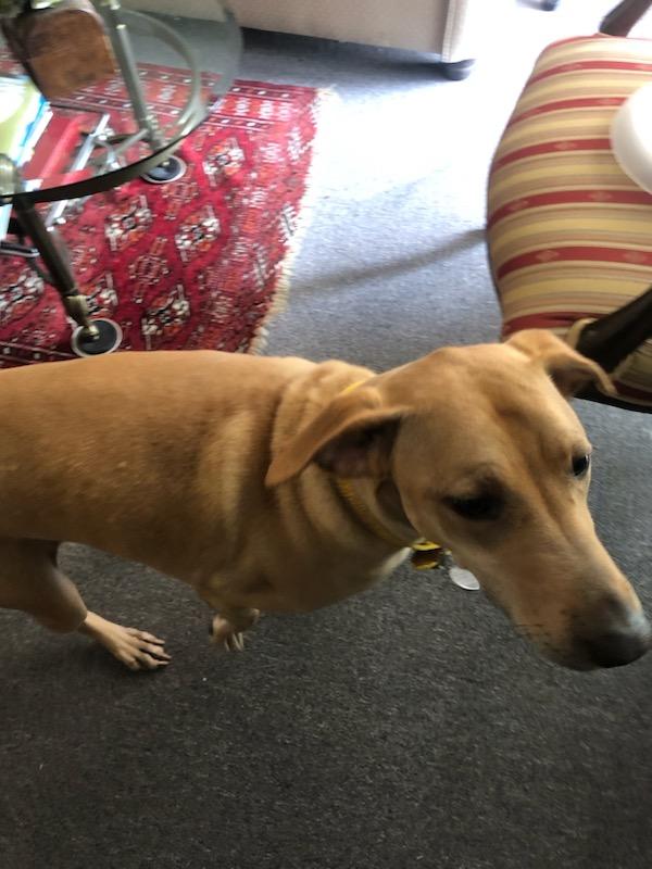 Sunny Girl Lab!! thumbnail 4