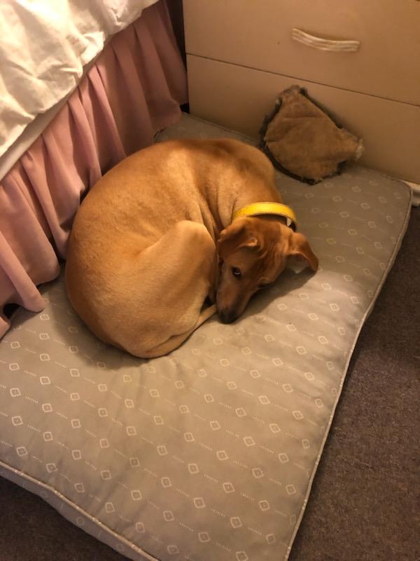 Sunny Girl Lab!! thumbnail 5