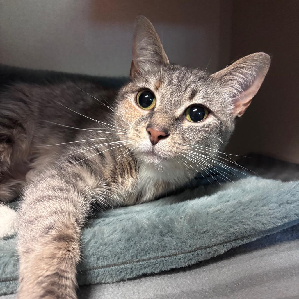 Meadow, Adoptable, Young Female Domestic Short Hair.