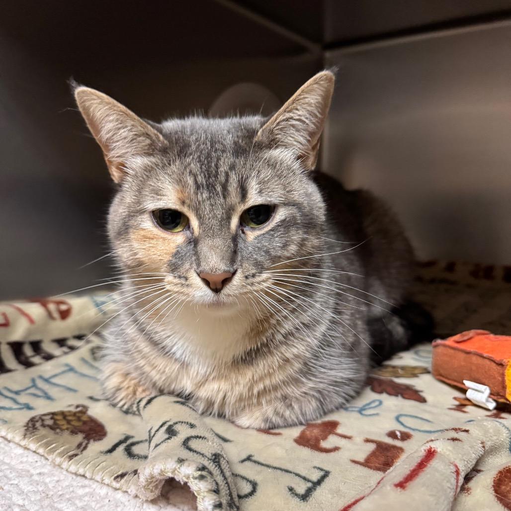 Enlarge Meadow, a Adoptable Domestic Short Hair in Providence, RI image 2/3