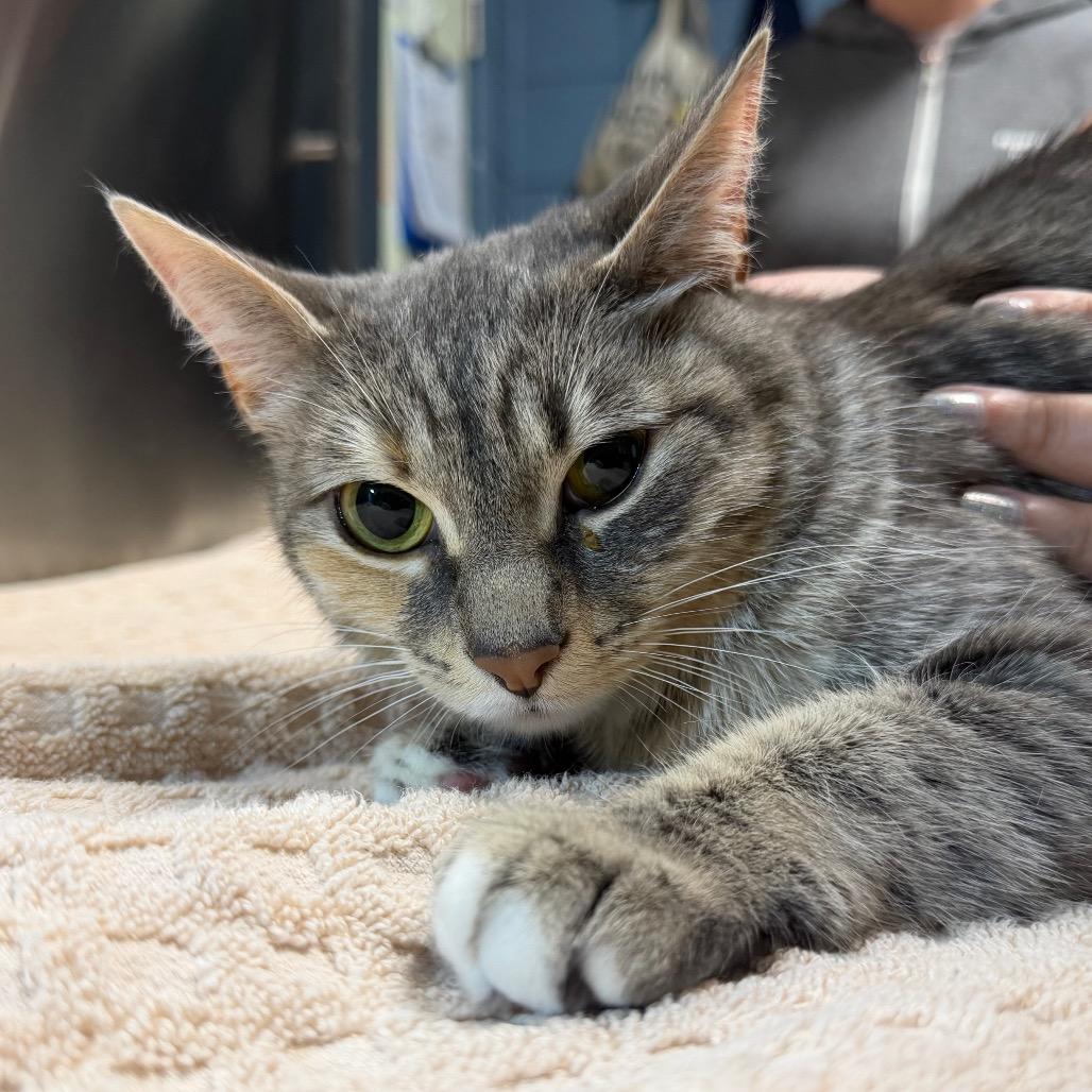 Enlarge Meadow, a Adoptable Domestic Short Hair in Providence, RI image 3/3