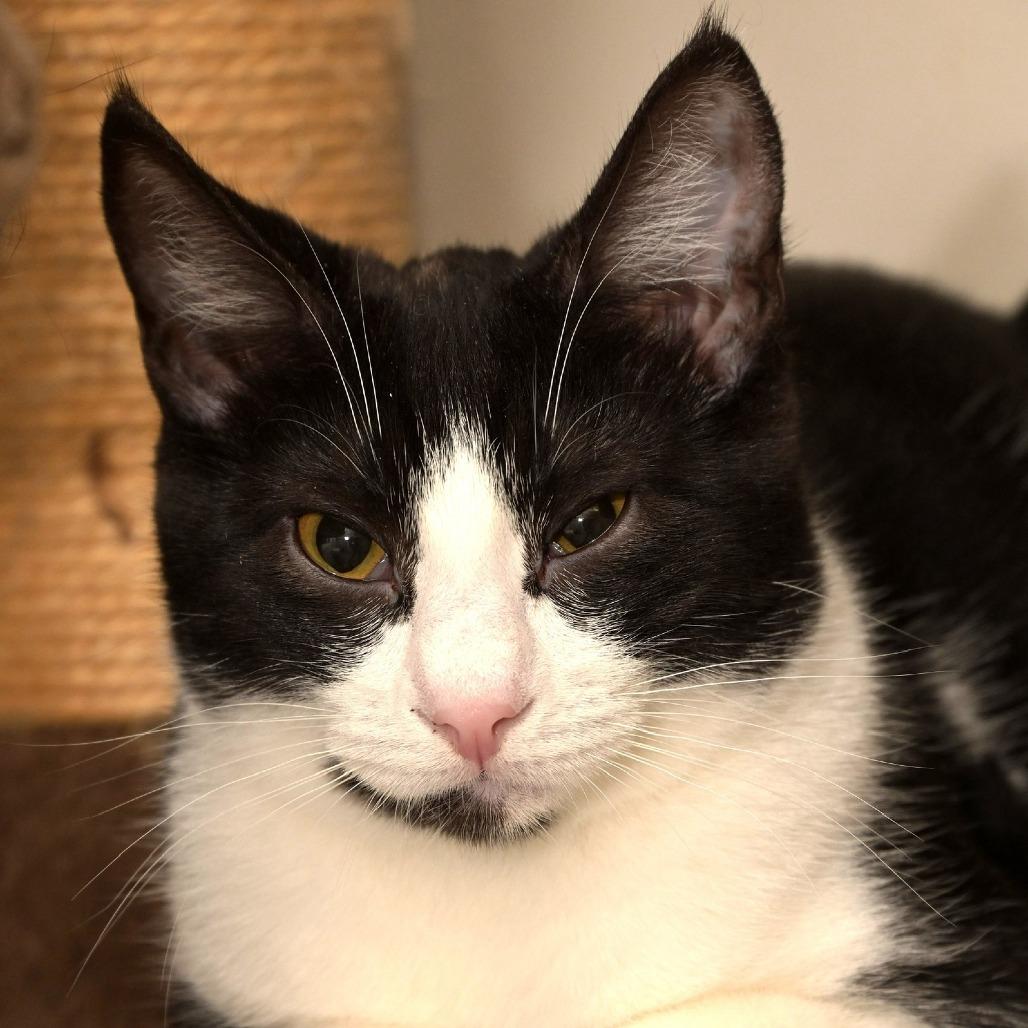 Tuck, a Adoptable Domestic Short Hair in Chilliwack, BC image 1/4