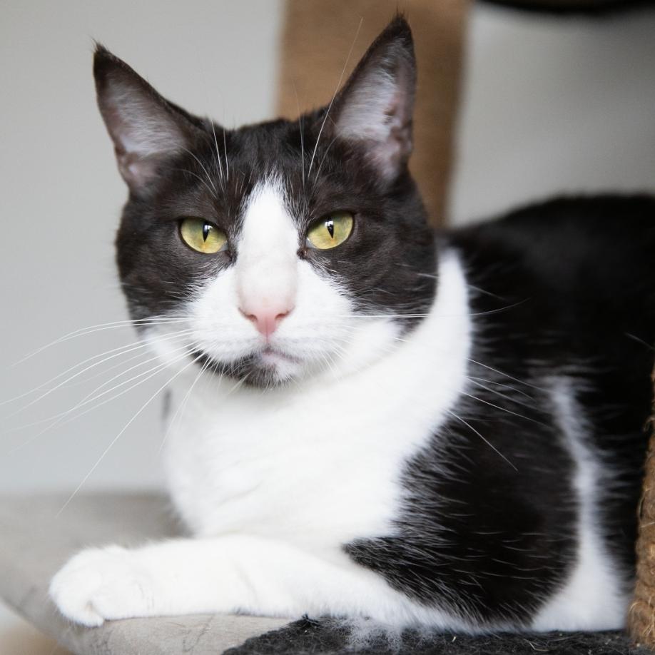 Tuck, a Adoptable Domestic Short Hair in Chilliwack, BC image 2/4