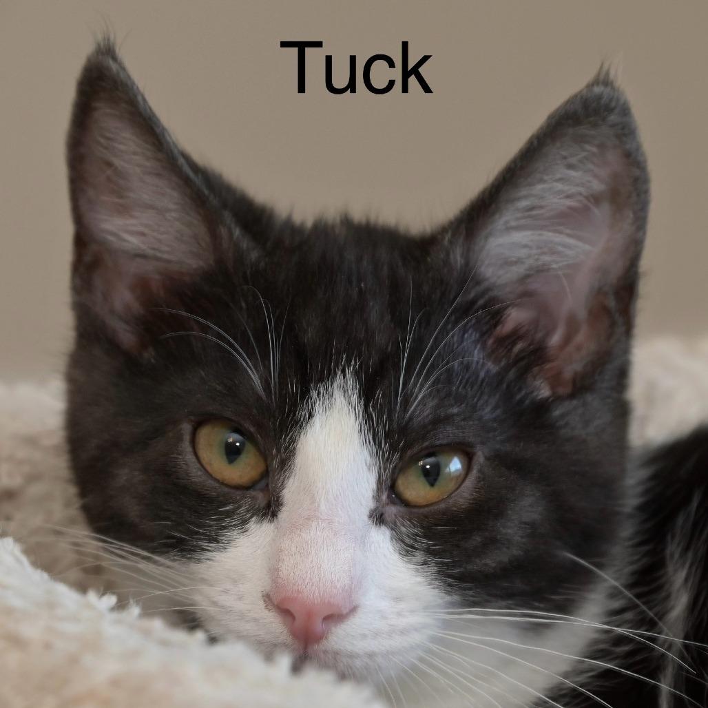 Tuck, a Adoptable Domestic Short Hair in Chilliwack, BC image 3/4