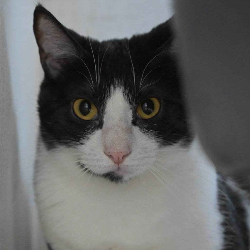 Tuck, a Adoptable Domestic Short Hair in Chilliwack, BC image 4/4