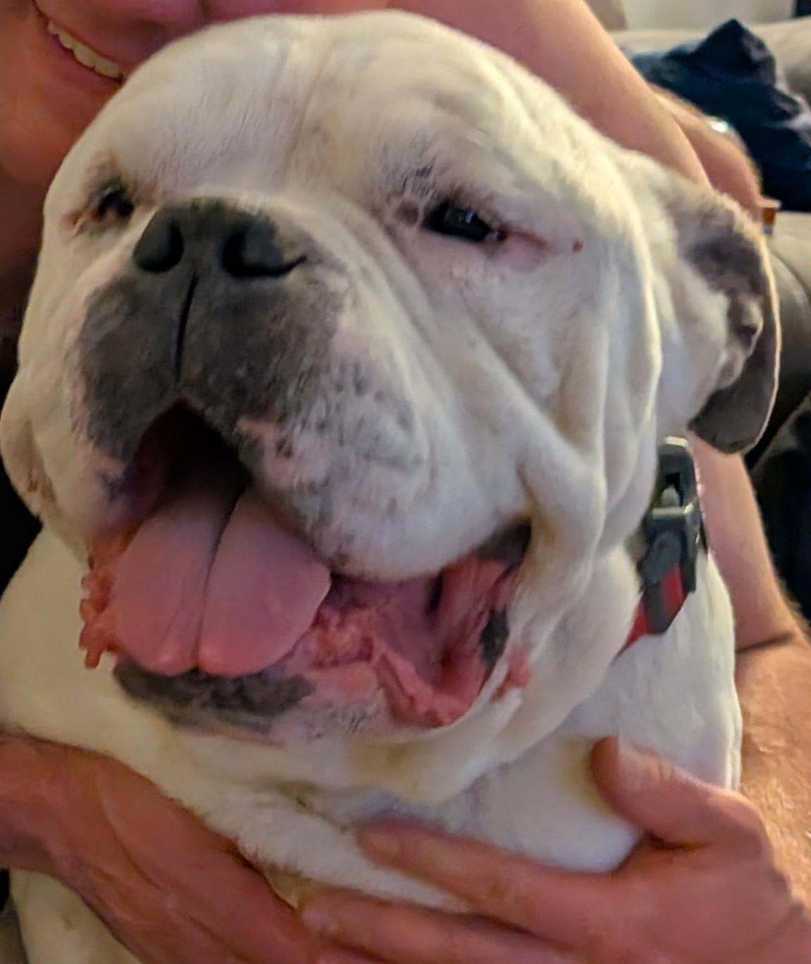 Enlarge Mookie, a Adopted American Bulldog in merrillville, IN image 1/6