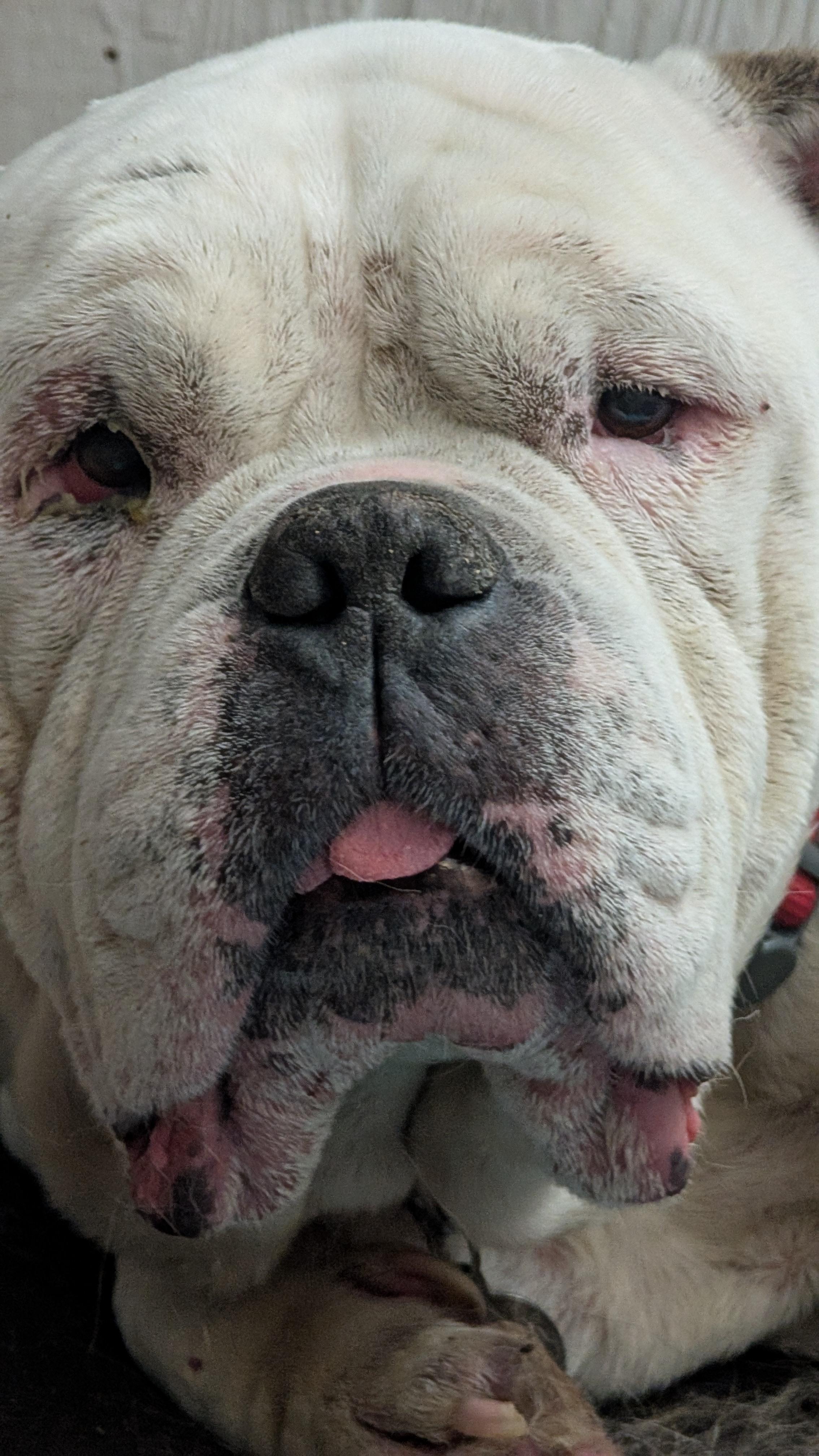 Enlarge Mookie, a Adopted American Bulldog in merrillville, IN image 2/6