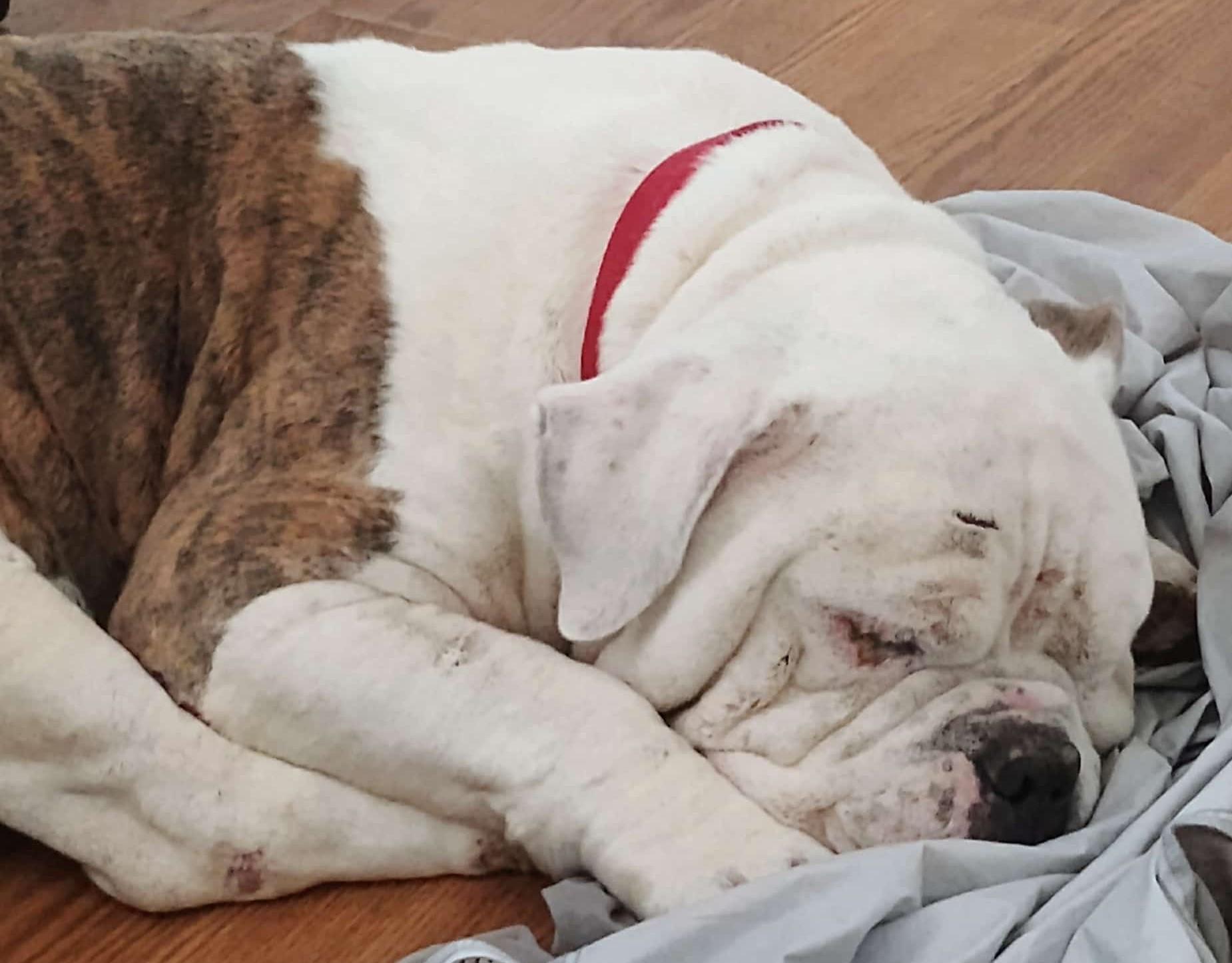 Enlarge Mookie, a Adopted American Bulldog in merrillville, IN image 3/6