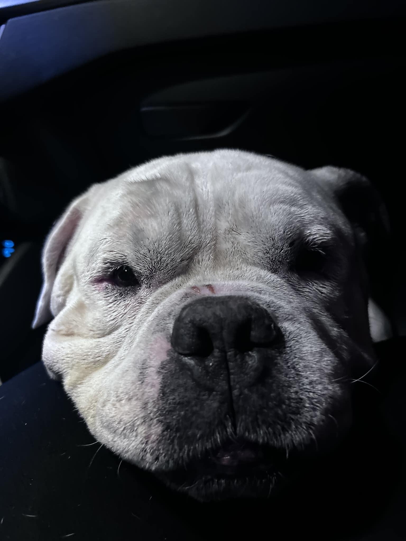 Enlarge Mookie, a Adopted American Bulldog in merrillville, IN image 6/6