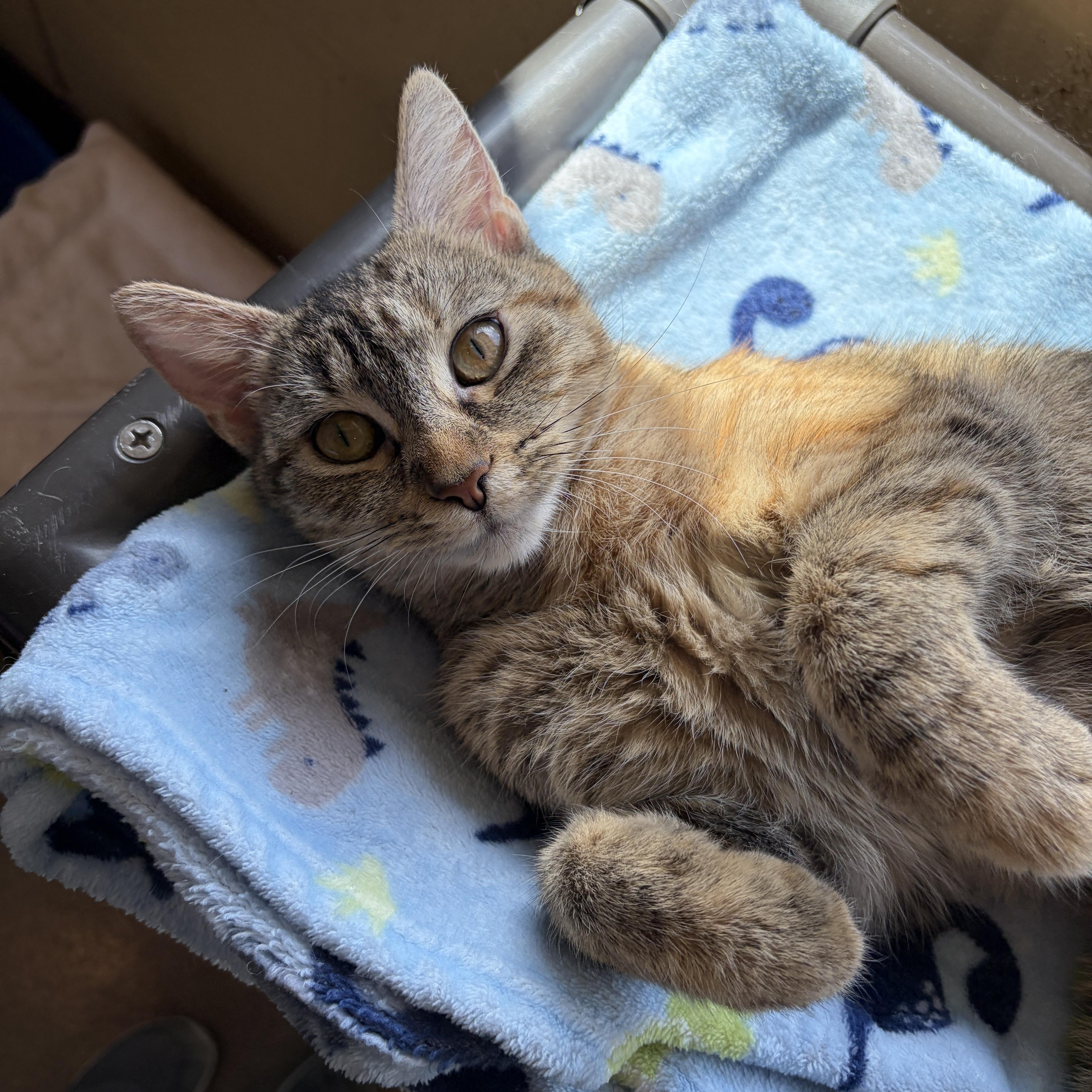 Hazel, adopted, Young Female Domestic Short Hair.