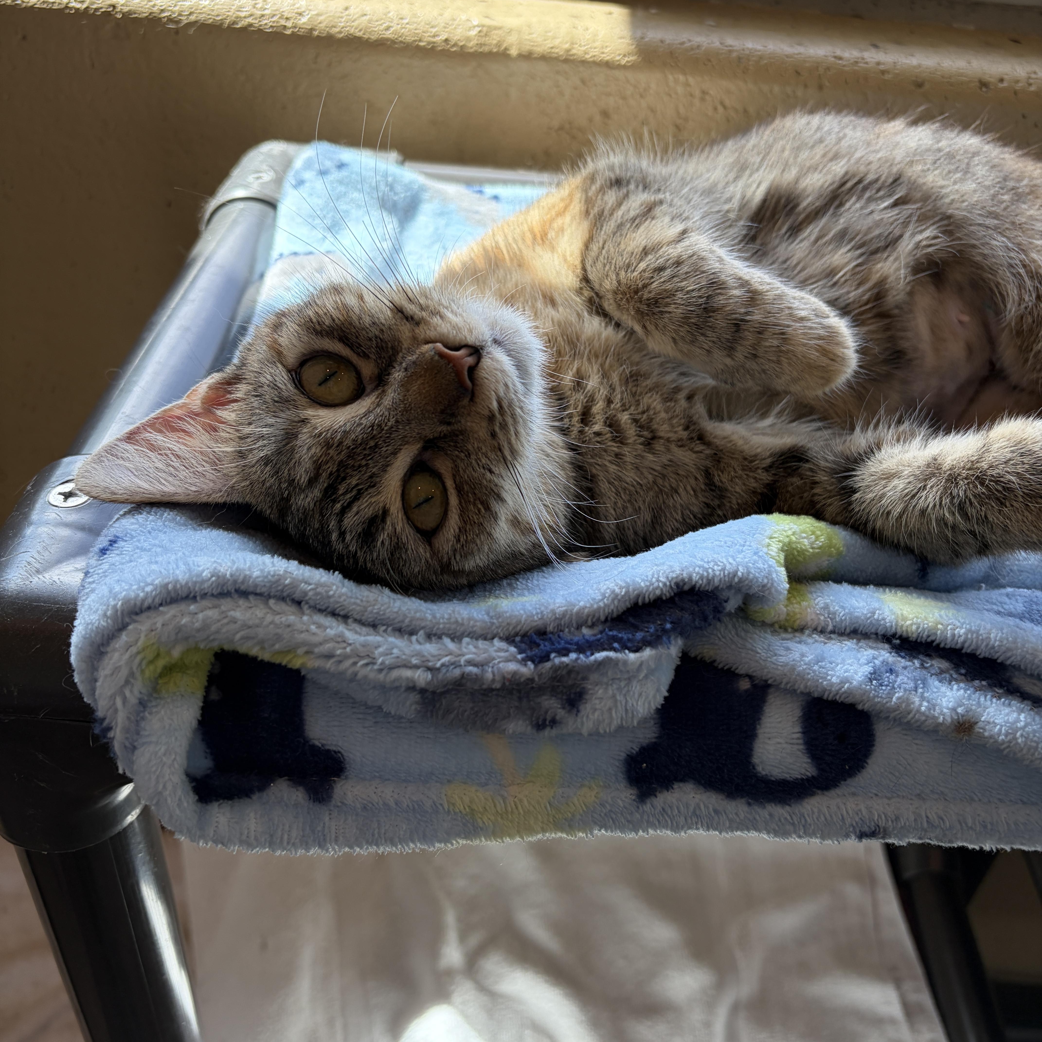 Enlarge Hazel, an adopted Domestic Short Hair in Winchester, VA image 2/4
