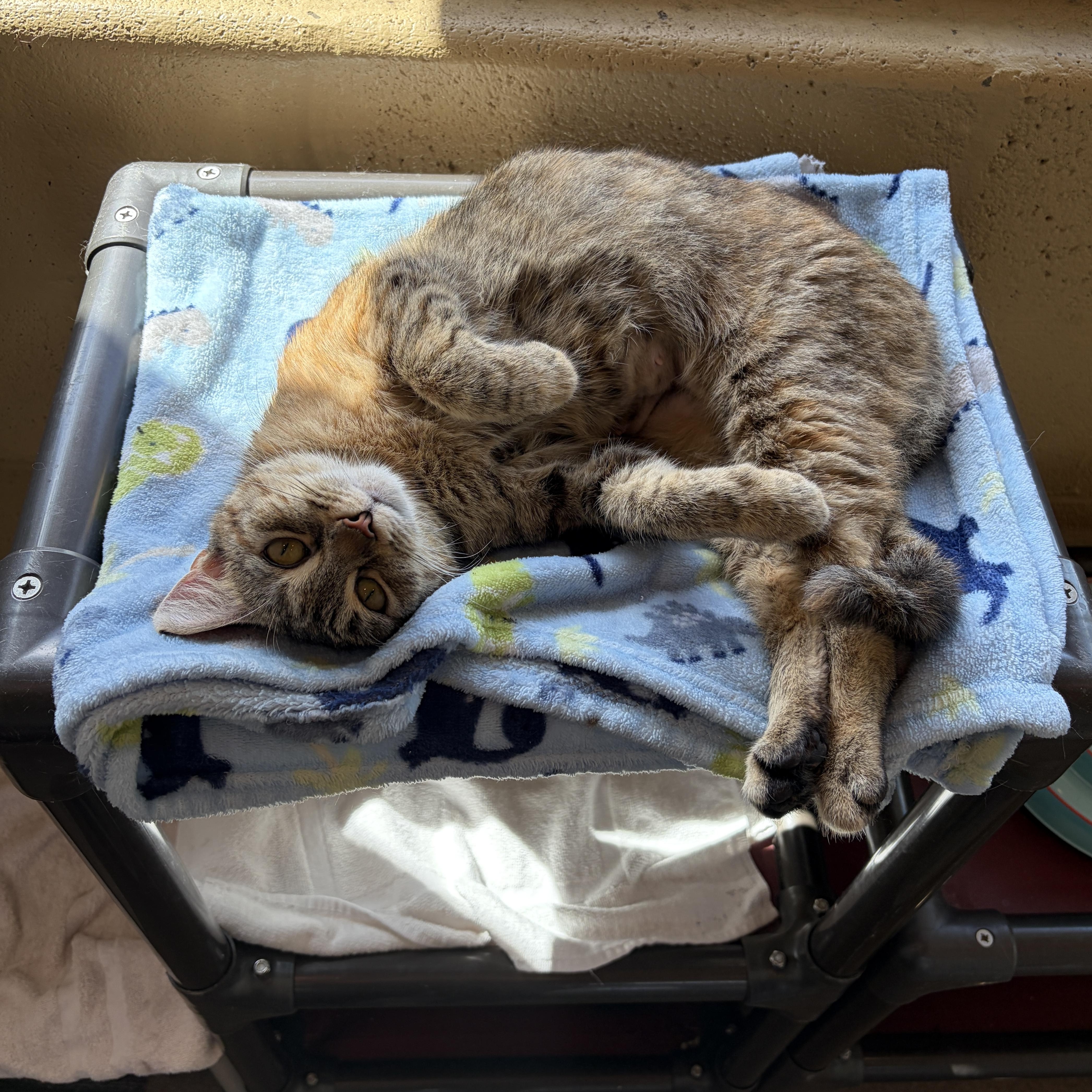 Enlarge Hazel, an adopted Domestic Short Hair in Winchester, VA image 3/4
