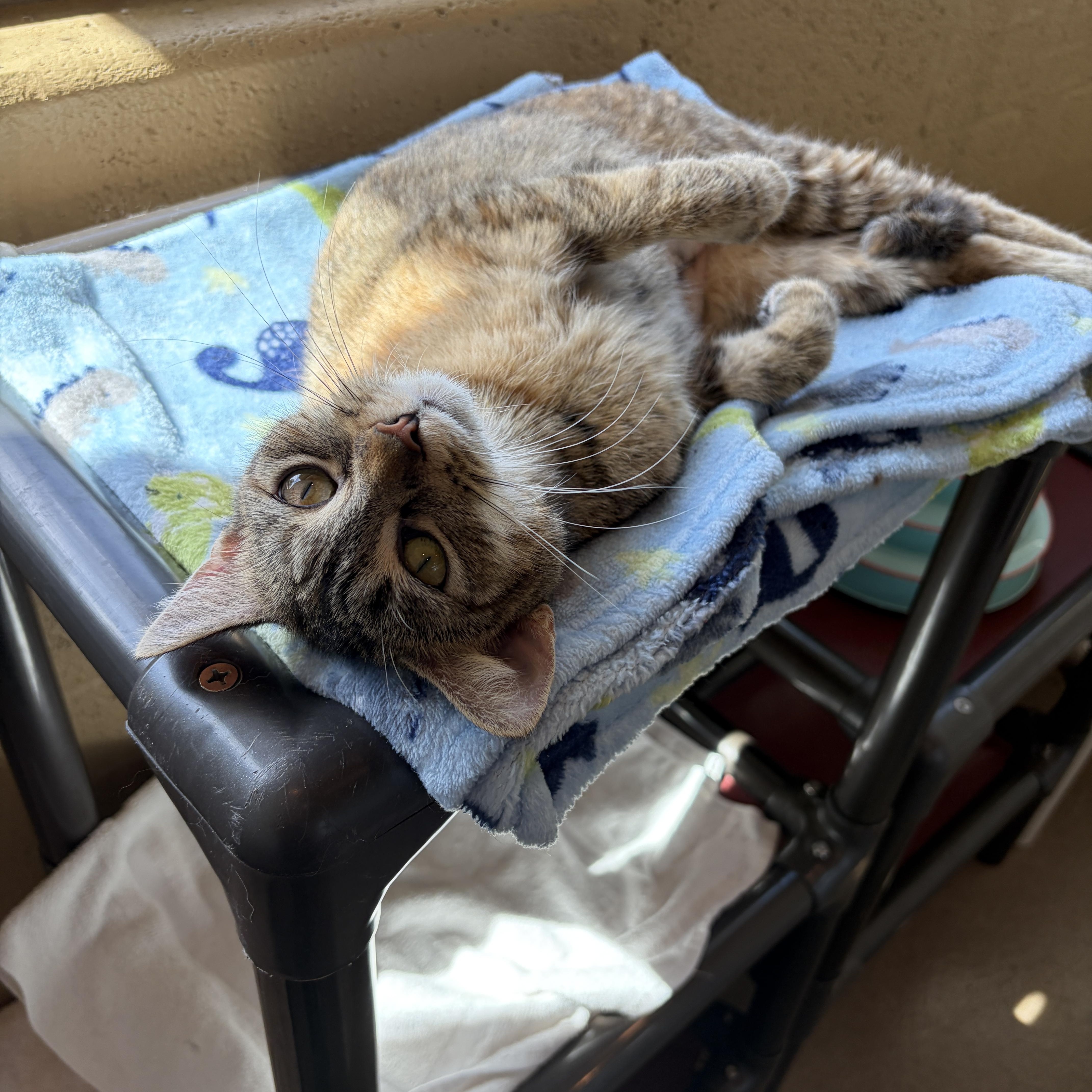 Enlarge Hazel, an adopted Domestic Short Hair in Winchester, VA image 4/4